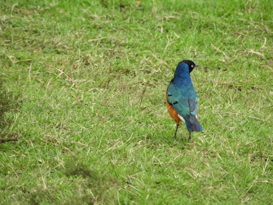File:Lamprotornis superbus, Kenya.jpg