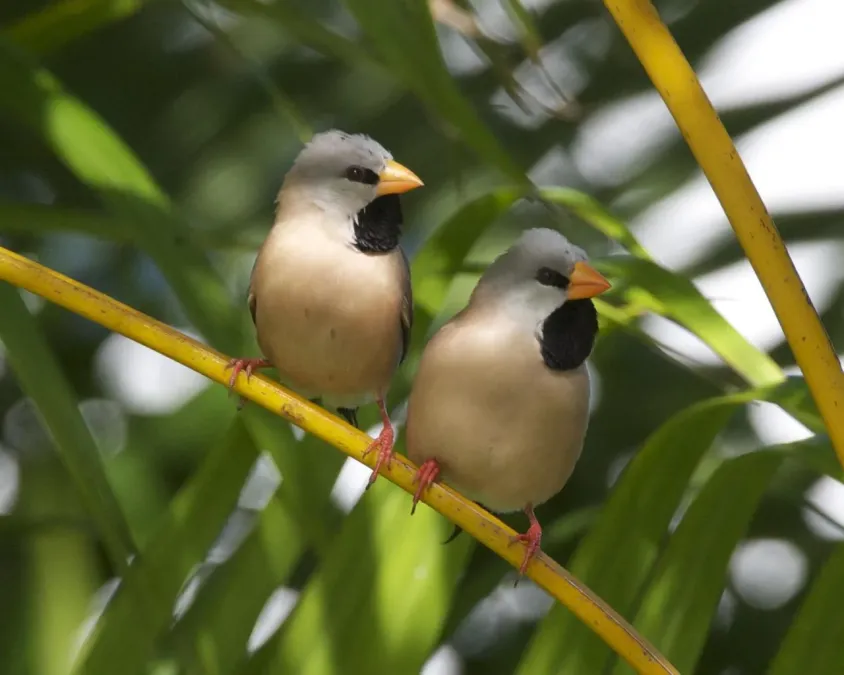 File:Poephila acuticauda -Wulagi, Darwin, Australia-8a.jpg