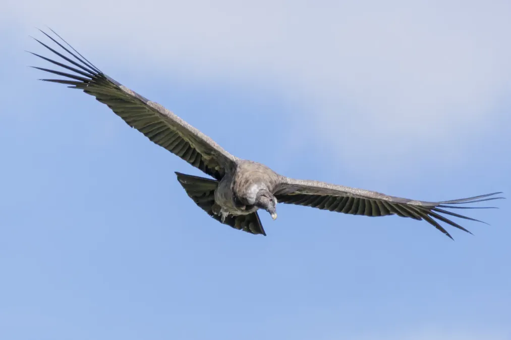 File:Peru - Colca Canyon - Andean condor (Vultur gryphus) 02.jpg