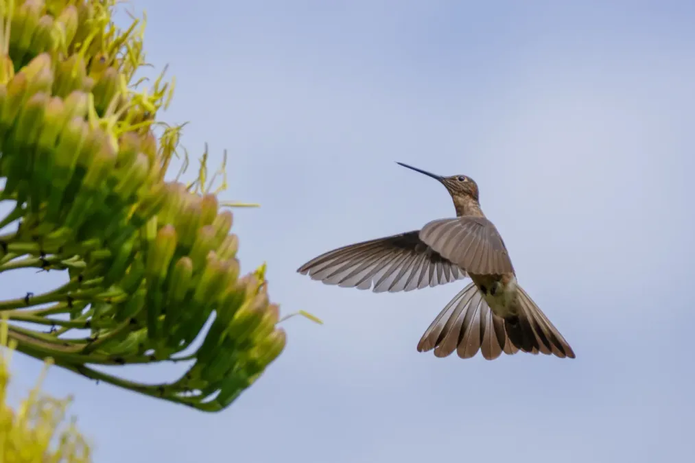 File:Peru - Giant Hummingbird - Patagona gigas 01.jpg