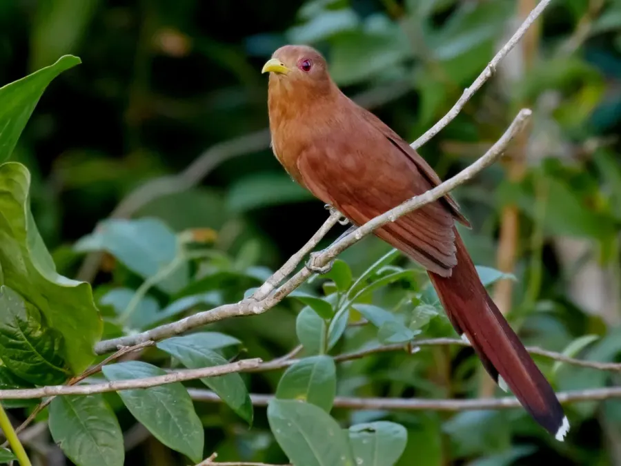 File:Coccycua minuta Little Cuckoo; Miranda, Mato Grosso do Sul, Brazil.jpg