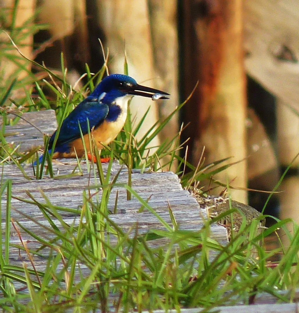 File:Alcedo semitorquata -Knysna, Western Cape Province, South Africa-8.jpg