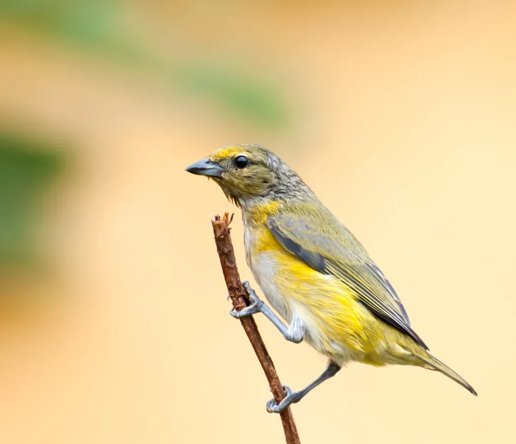File:Euphonia chlorotica -Piraju, Sao paulo, Brazil -female-8.jpg