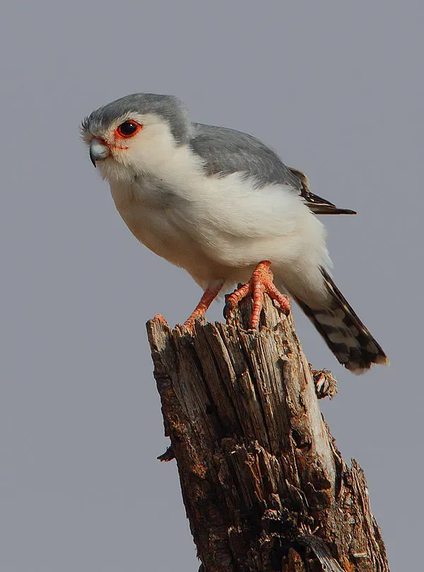 File:Polihierax semitorquatus -Buffalo Springs National Park, Kenya-8.jpg