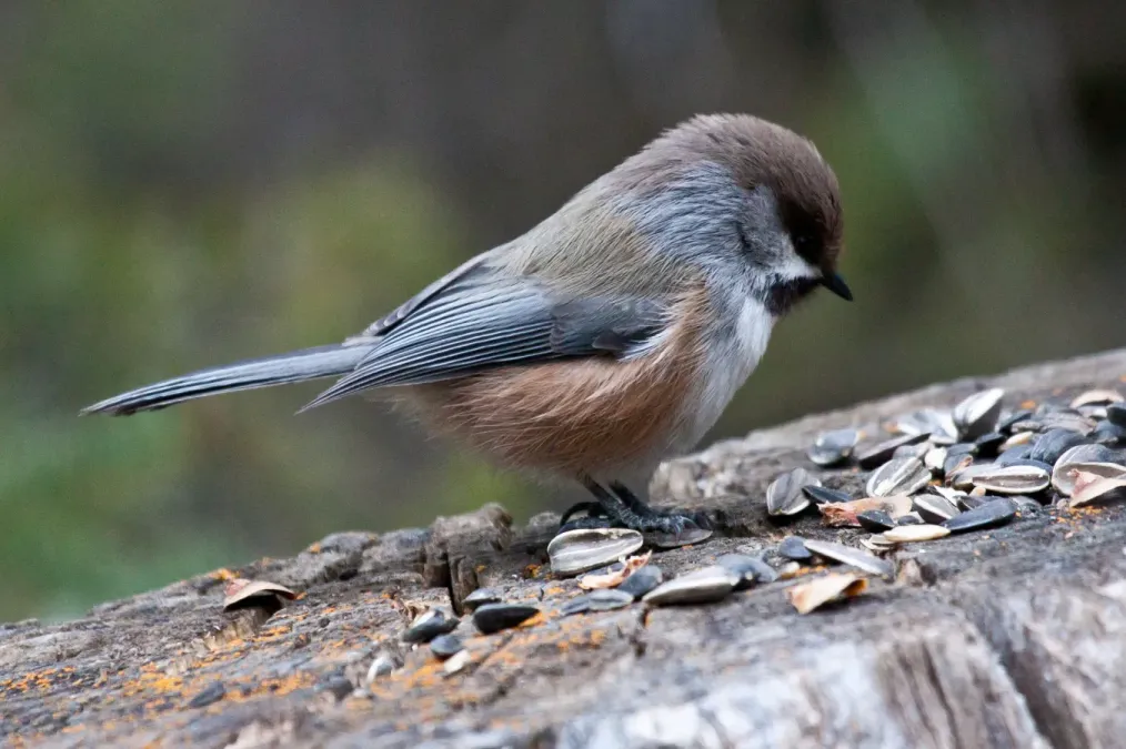 File:Poecile hudsonicus 15.jpg