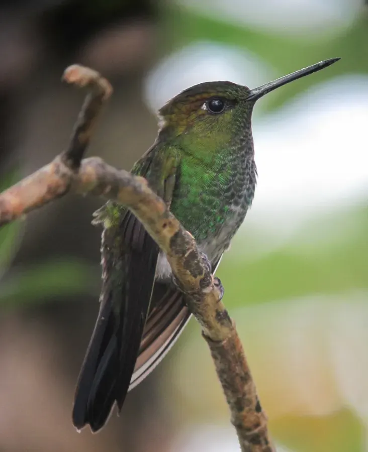 File:Haplophaedia aureliae Calzoncitos verdoso Greenish Puffleg (8428244081).jpg
