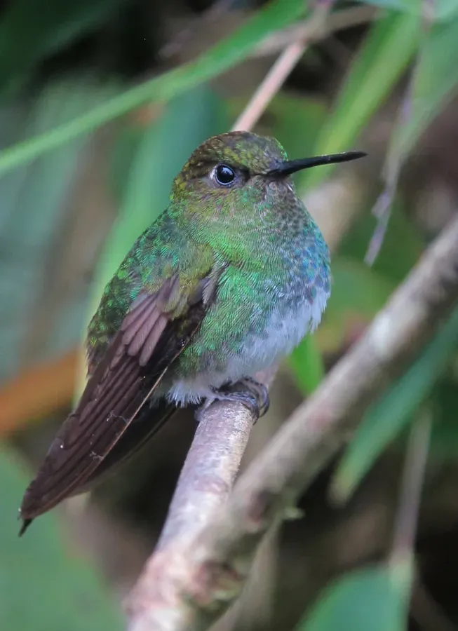 File:Haplophaedia aureliae Calzoncitos verdoso Greenish Puffleg (8429335992).jpg