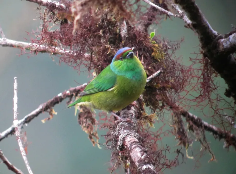 File:Chlorophonia pyrrhophrys Clorofonia ferruginosa Chestnut-breasted Chlorophonia (male) (8429242658).jpg