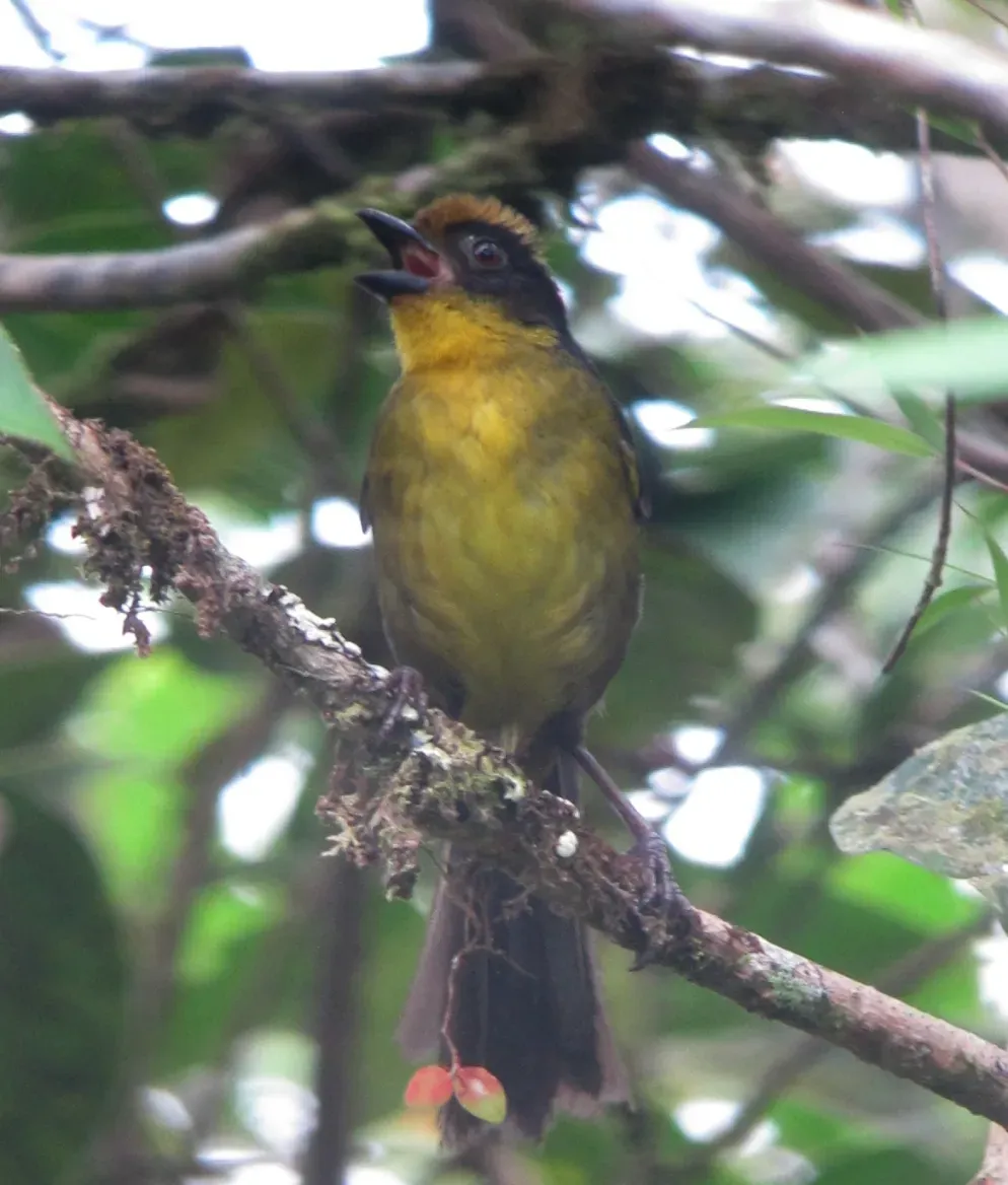 File:Atlapetes tricolor Gorrión montés tricolor Tricoloured Brush-Finch (8429242374).jpg