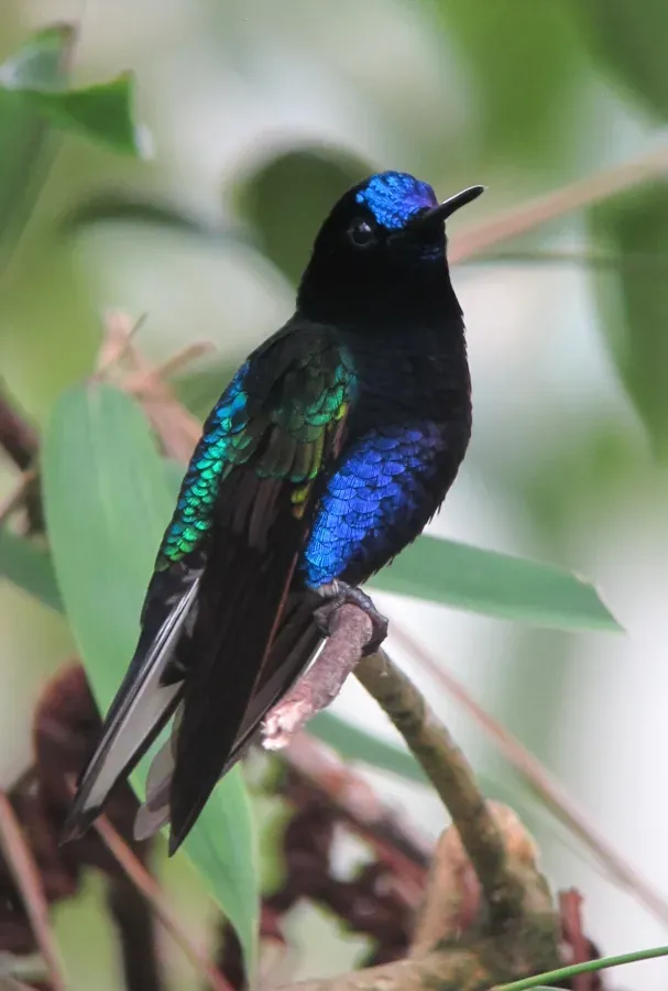 File:Boissonneaua jardini Colibrí sietecolores Velvet-purple Coronet (8428152181).jpg