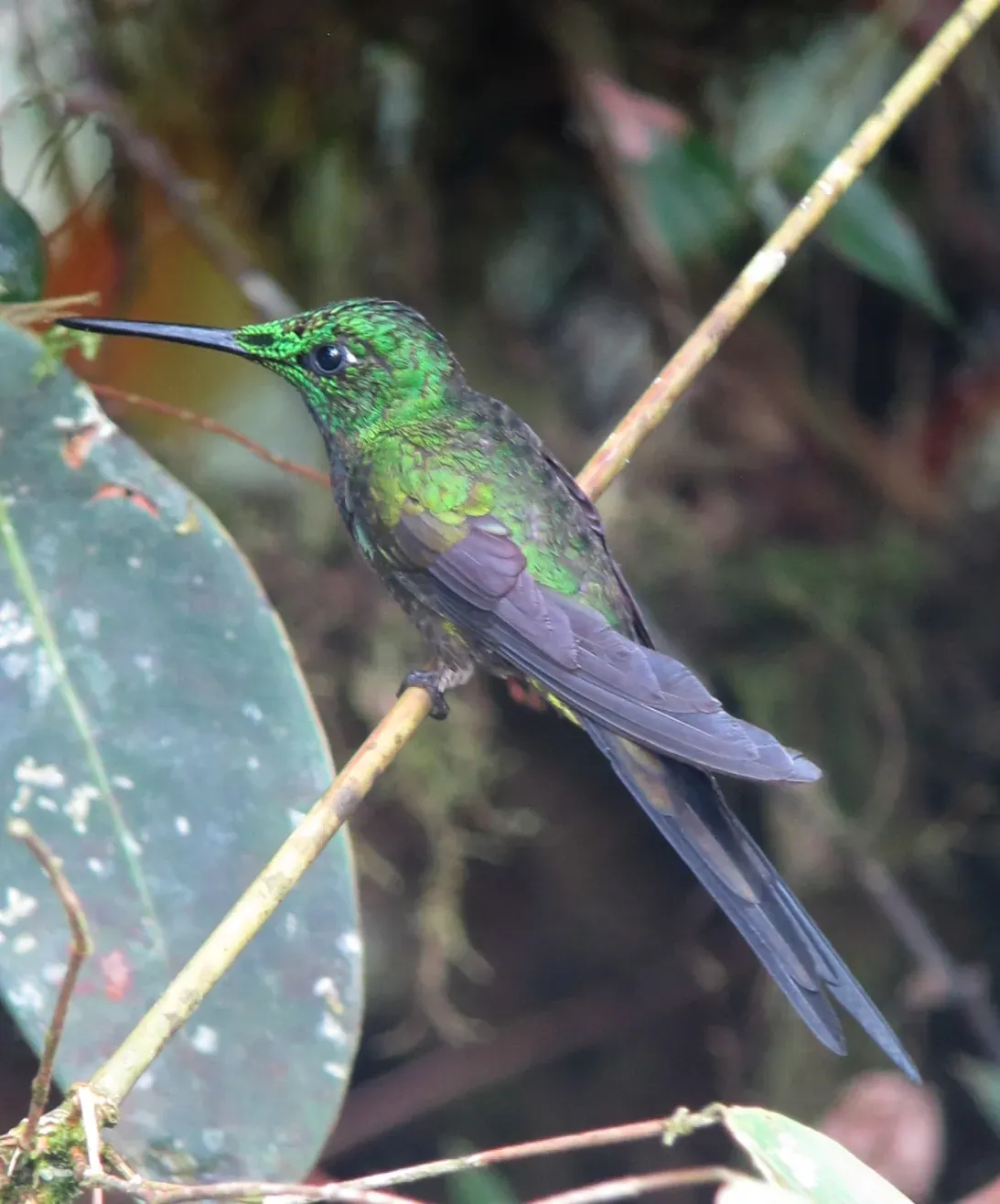 File:Heliodoxa imperatrix Diamante emperador Empress Brilliant (8428153365).jpg