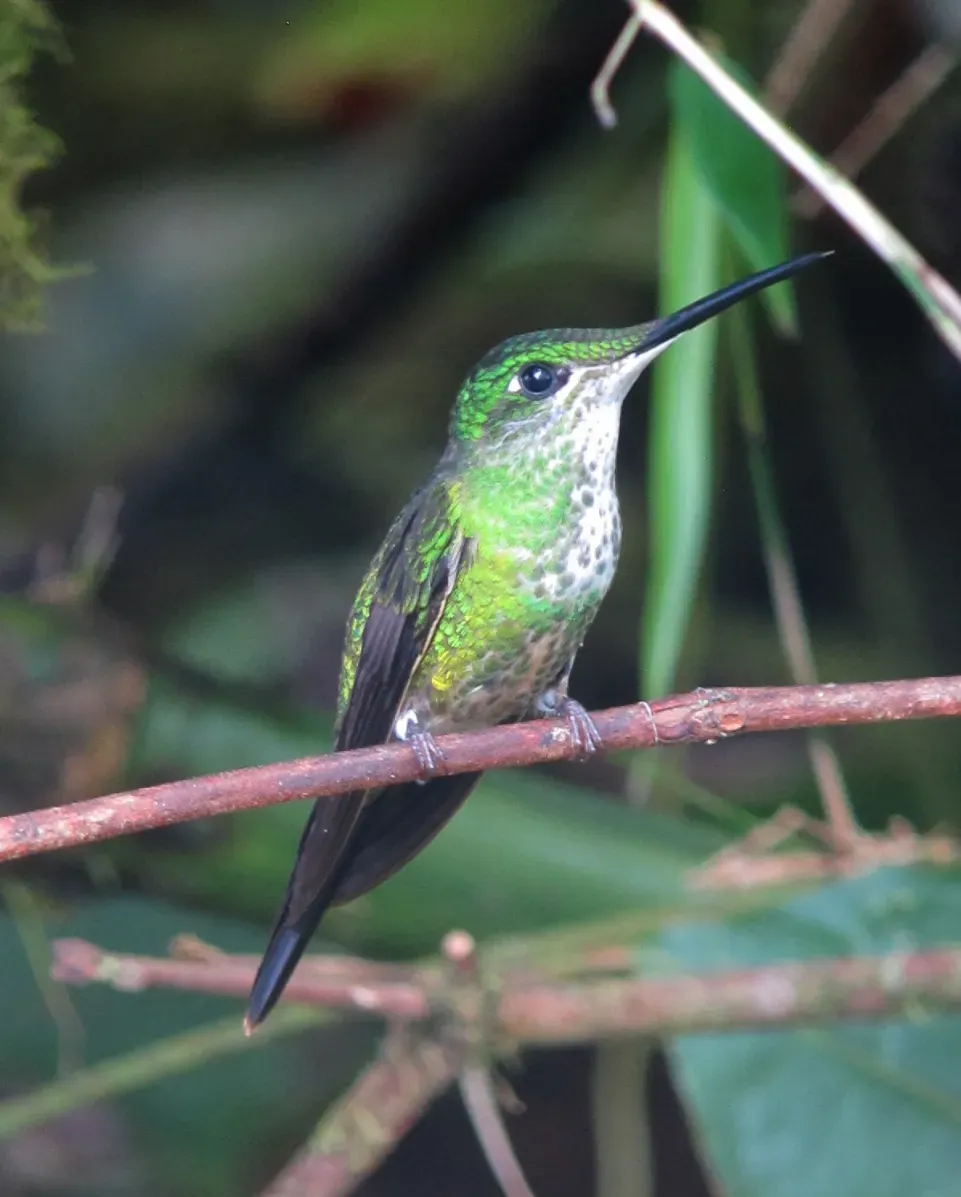 File:Heliodoxa imperatrix Diamante emperador Empress Brilliant (8428154229).jpg