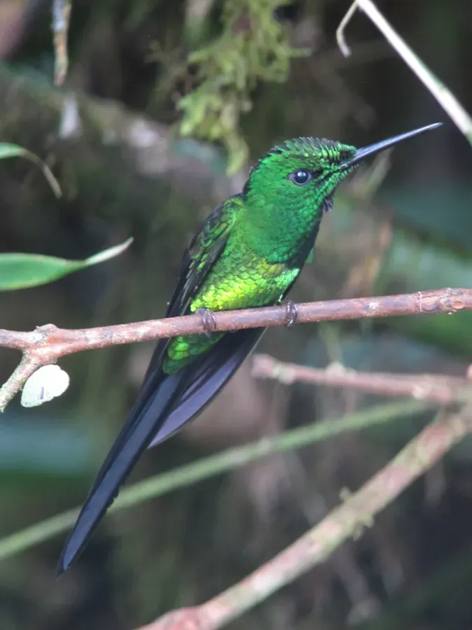 File:Heliodoxa imperatrix Diamante emperador Empress Brilliant (8428155115).jpg