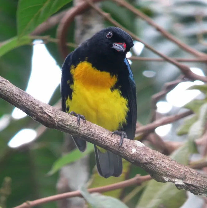 File:Bangsia melanochlamys Black-and-Gold Tanager (8429170452).jpg
