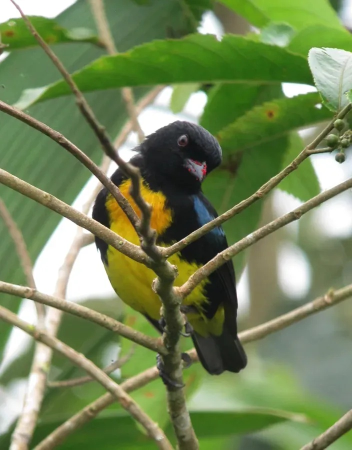 File:Bangsia melanochlamys Tangara aurinegra Black-and-Gold Tanager (8429170714).jpg
