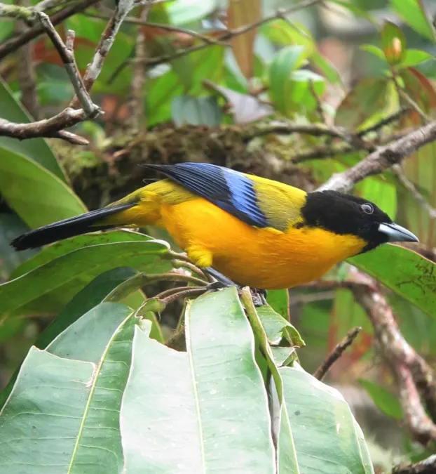 File:Anisognathus notabilis Tangara del Pacífico Black-chinned Mountain-Tanager (8429171028).jpg