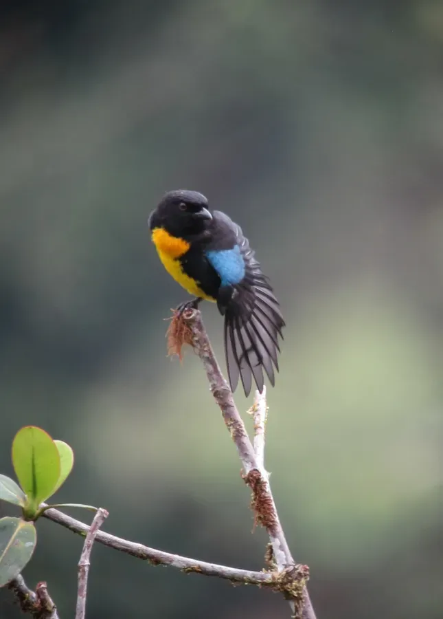 File:Bangsia melanochlamys Tangara aurinegra Black-and-Gold Tanager (8429171232).jpg