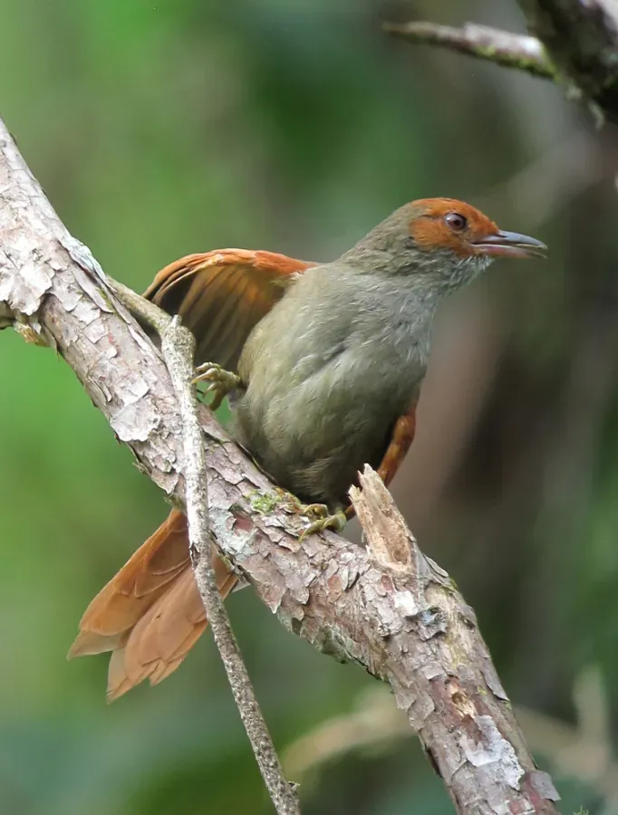 File:Cranioleuca erythrops Chamicero rubicundo Red-faced Spinetail (8429148210).jpg