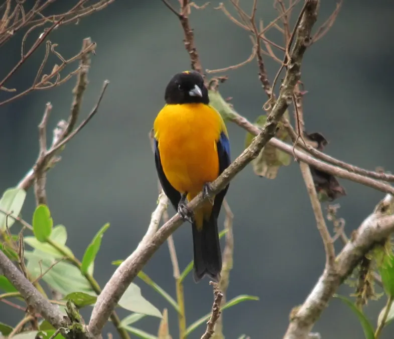 File:Anisognathus notabilis Tangara del Pacífico Black-chinned Mountain-Tanager (8427913767).jpg
