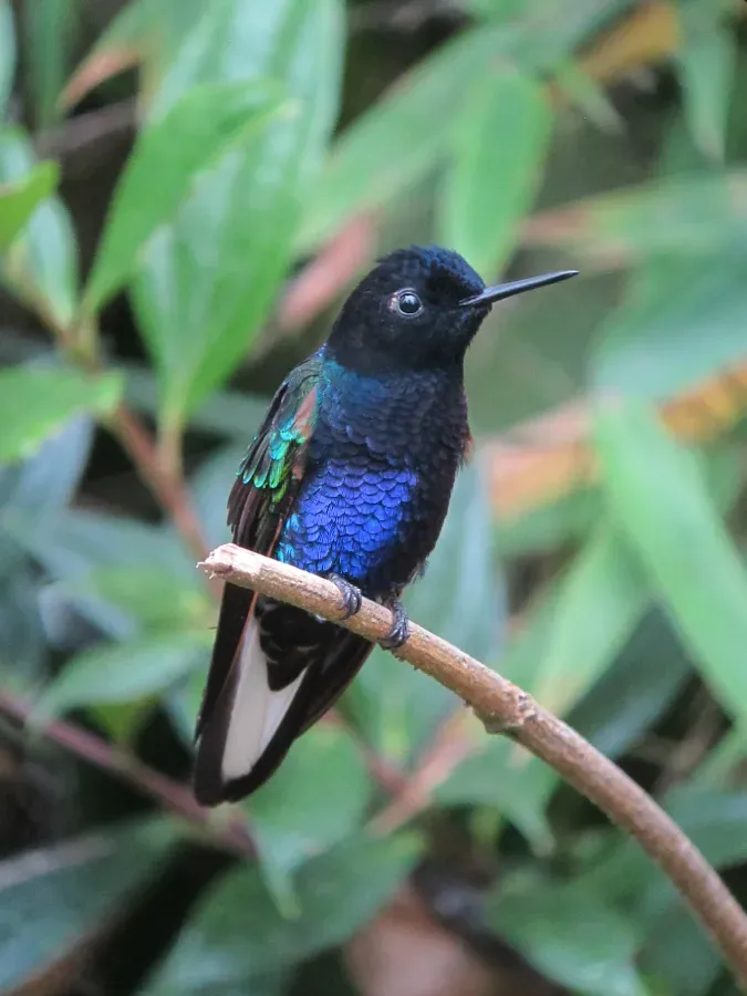 File:Boissonneaua jardini Colibrí sietecolores Velvet-purple Coronet (8427914311).jpg