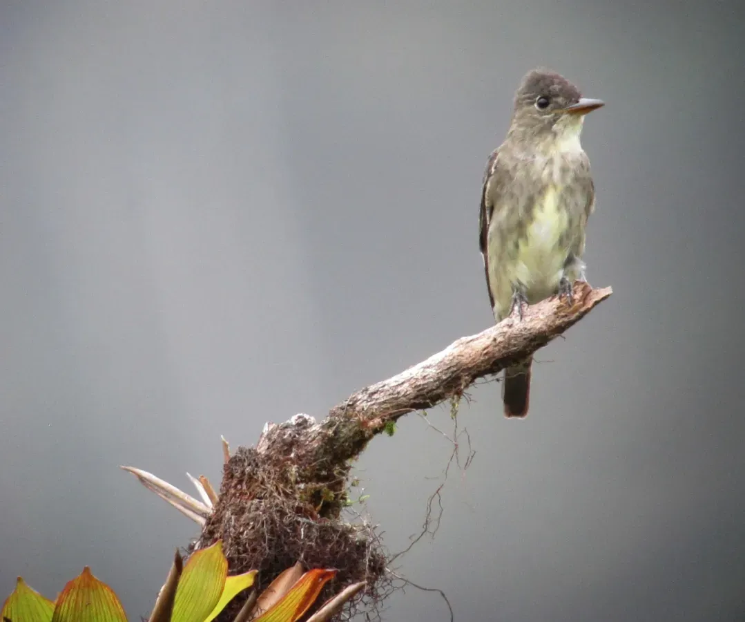 File:Contopus cooperi Pibí boreal Olive-sided Flycatcher (8429006864).jpg