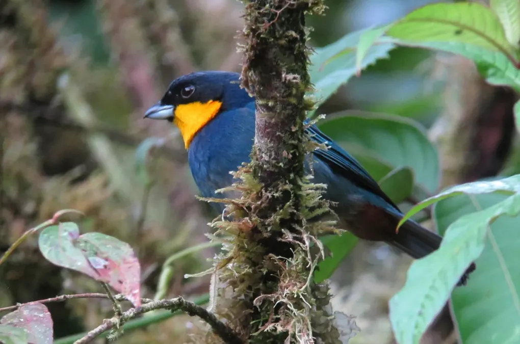File:Iridosornis porphyrocephalus Musguerito gargantilla Purplish-mantled Tanager (8427915373).jpg