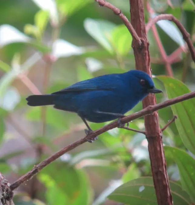 File:Diglossa indigotica Picaflor del Chocó Indigo Flowerpiercer (8427916063).jpg