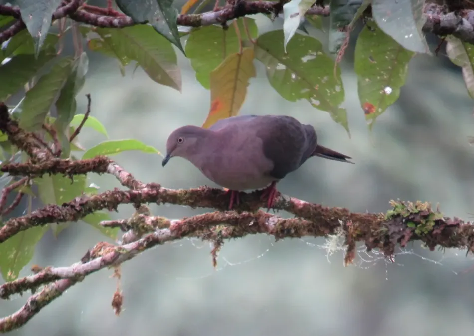 File:Patagioenas plumbea Paloma plomiza Plumbeous Pigeon (8427916289).jpg