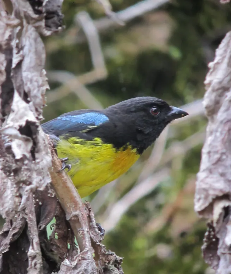 File:Bangsia melanochlamys Tangara aurinegra Black-and-Gold Tanager (8429009090).jpg