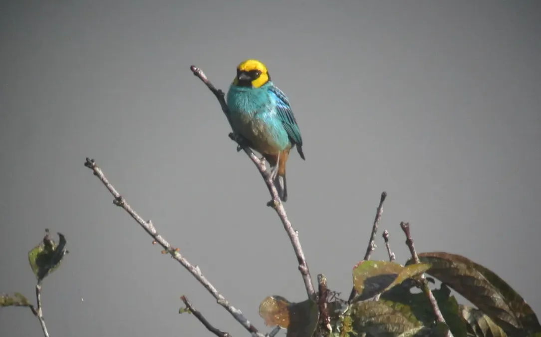 File:Tangara xanthocephala Tángara coronada Saffron-crowned Tanager (8427917353).jpg