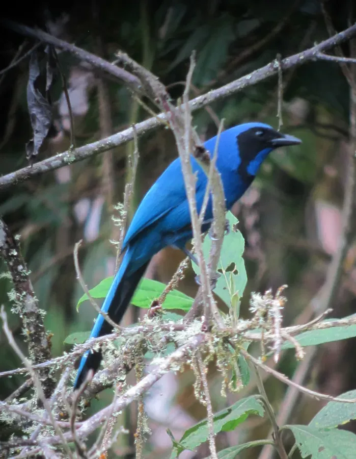 File:Cyanolyca armillata Urraca de collar Black-collared Jay (8415689062).jpg