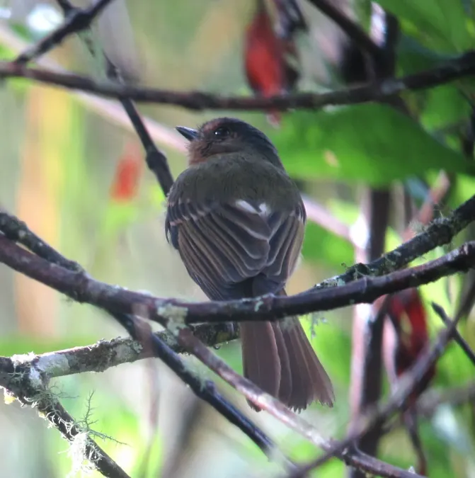 File:Leptopogon rufipectus Atrapamoscas pechirrufo Rufous-breasted Flycatcher (8414548029).jpg