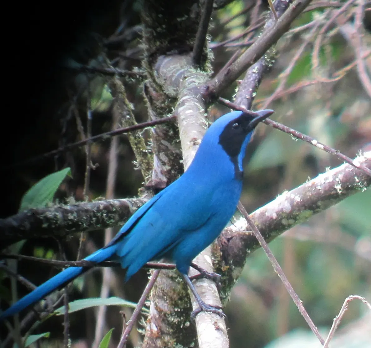 File:Cyanolyca armillata Urraca de collar Black-collared Jay (8414443977).jpg