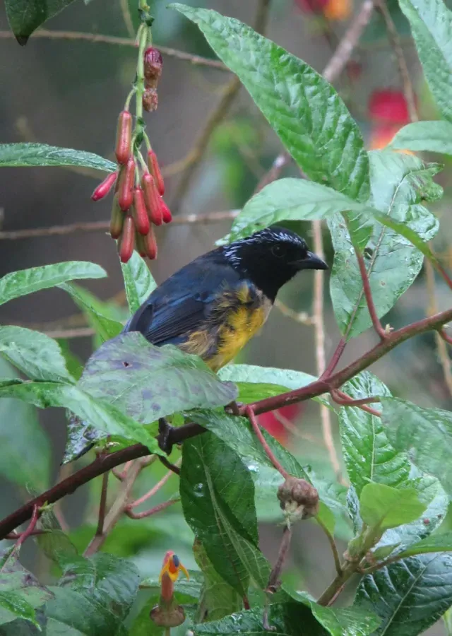 File:Dubusia taeniata Tangara diadema Buff-breasted Mountain-Tanager (8414444391).jpg