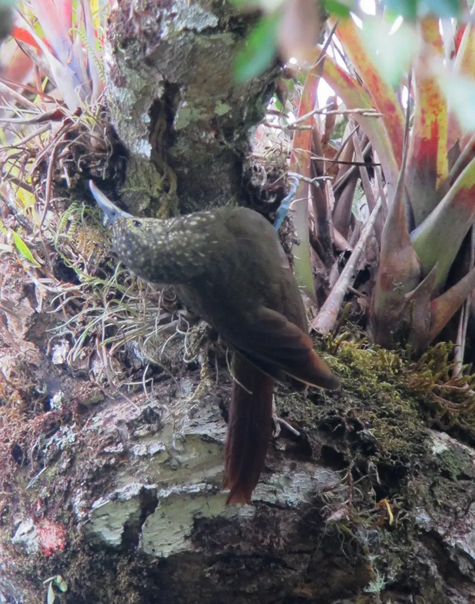 File:Xiphorhynchus triangularis Trepatroncos perlado Olive-backed Woodcreeper (8409411003).jpg