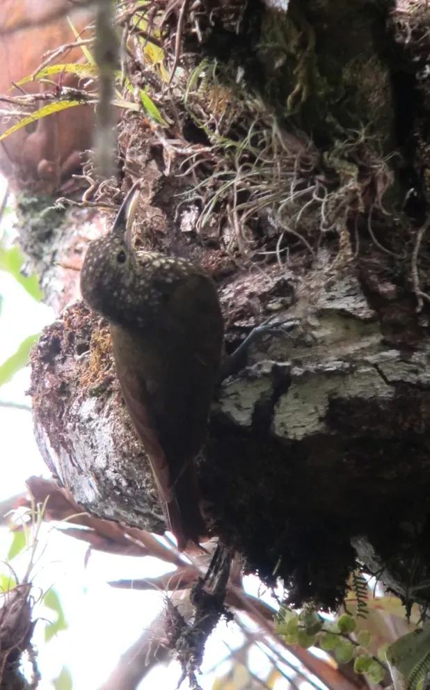 File:Xiphorhynchus triangularis Trepatroncos perlado Olive-backed Woodcreeper (8409391315).jpg