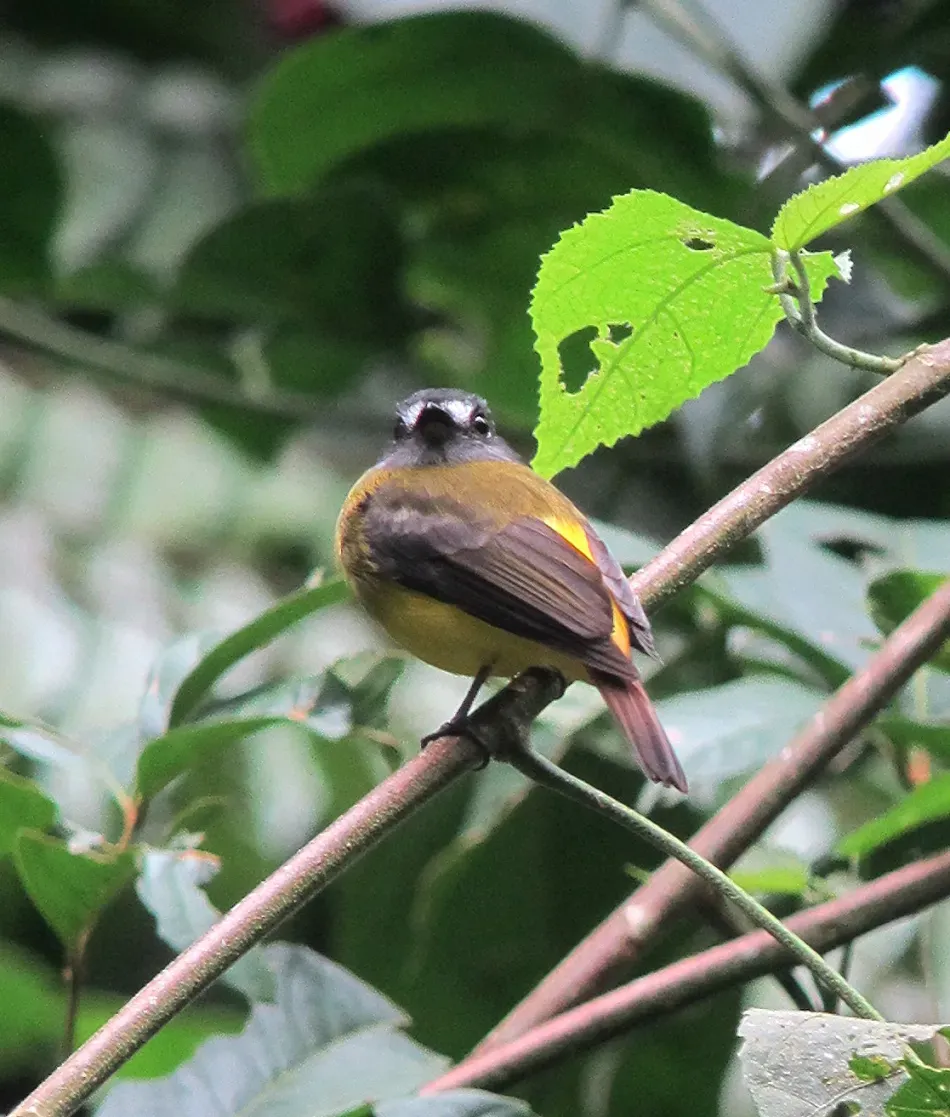 File:Myiotriccus ornatus Atrapamoscas ornado Ornate Flycatcher (8409379365).jpg