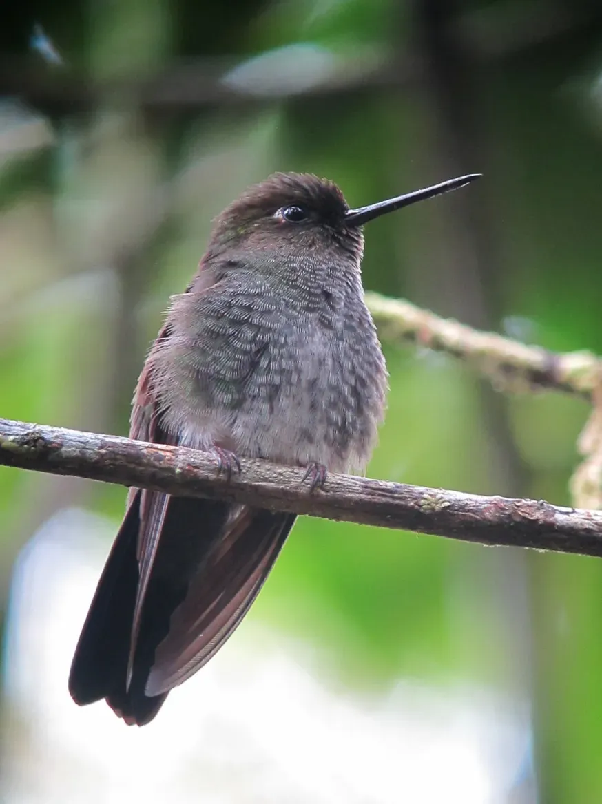 File:Haplophaedia aureliae Calzoncitos verdoso Greenish Puffleg (female) (8410204312).jpg