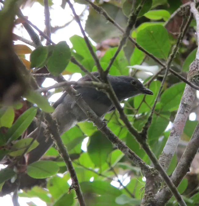 File:Lipaugus weberi Guardabosque antioqueño Chestnut-capped Piha (8409111217).jpg