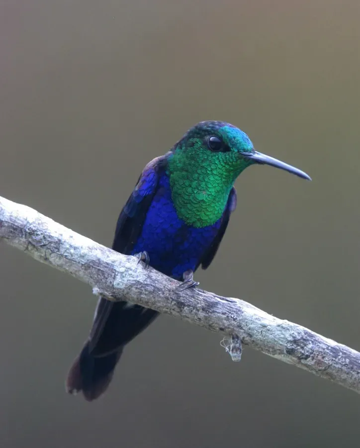 File:Thalurania colombica Ninfa coroniazul Crowned Woodnymph (8410208744).jpg