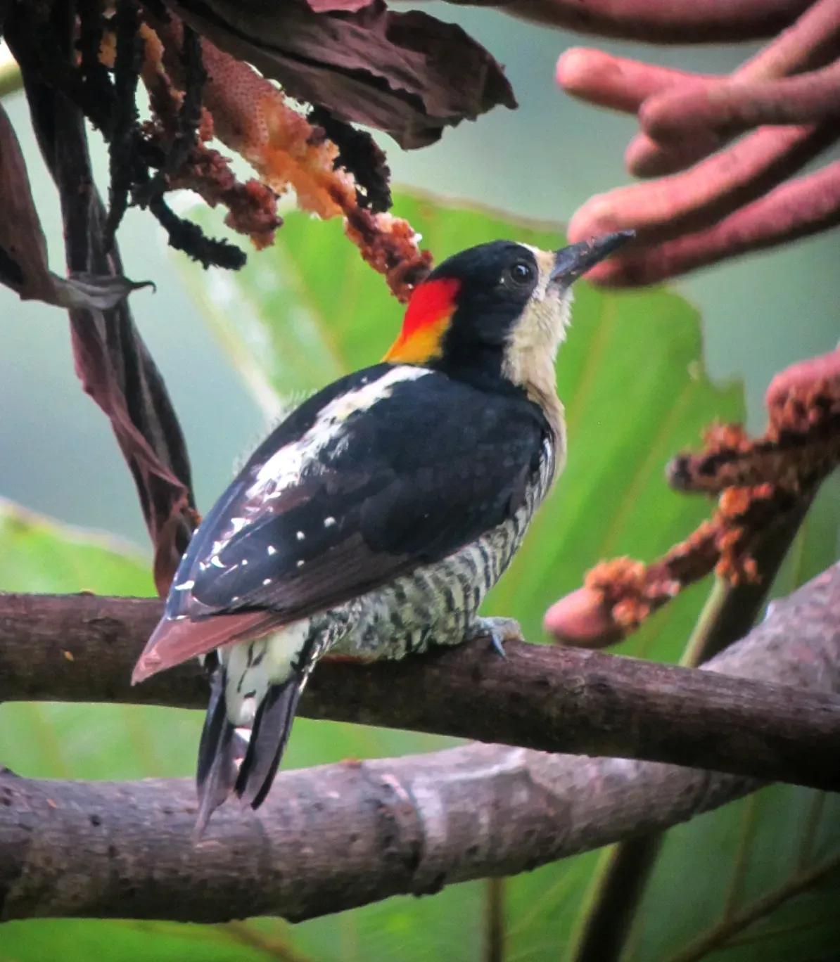 File:Melanerpes pulcher Carpintero bonito Beautiful Woodpecker (8396425832).jpg