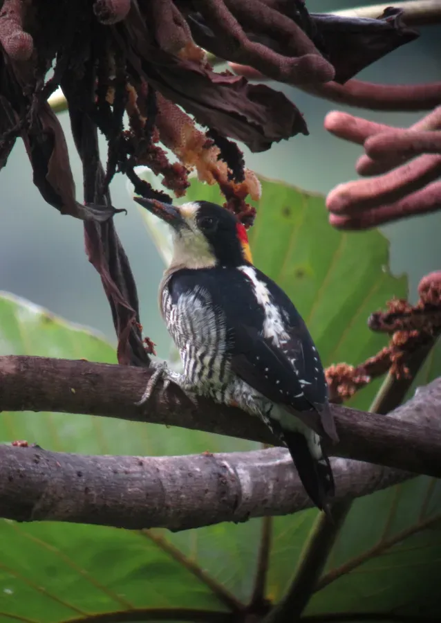 File:Melanerpes pulcher Carpintero bonito Beautiful Woodpecker (8396423692).jpg