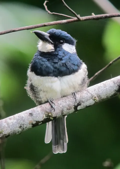 File:Notharchus pectoralis Bobo pechinegro Black-breasted Puffbird (8351302172).jpg