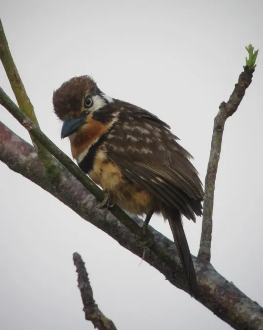 File:Hypnelus ruficollis Bobo punteado Russet-throated Puffbird (8350203205).jpg