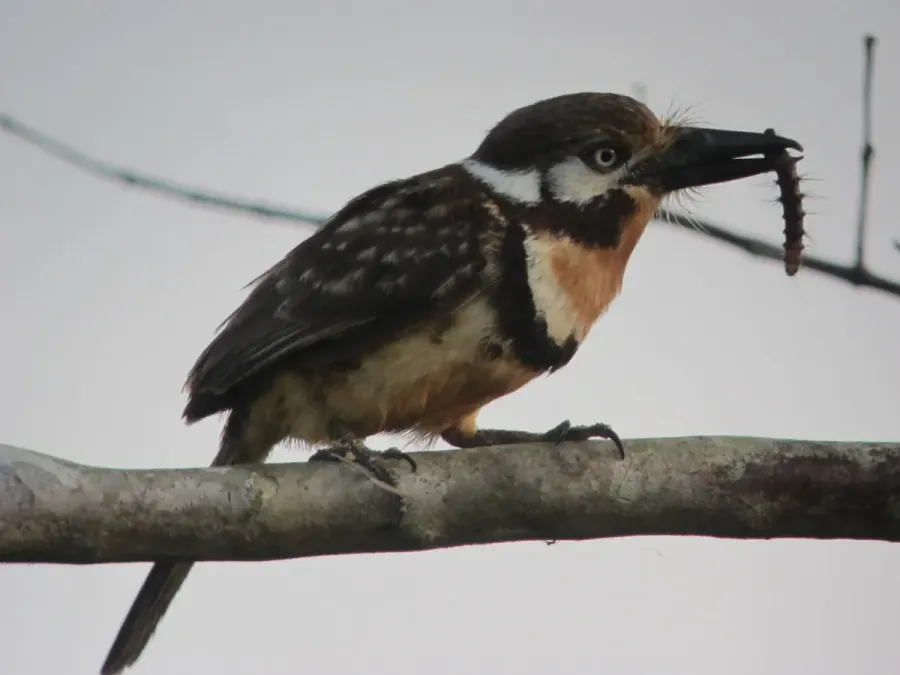 File:Hypnelus ruficollis Bobo punteado Russet-throated Puffbird (8351286210).jpg