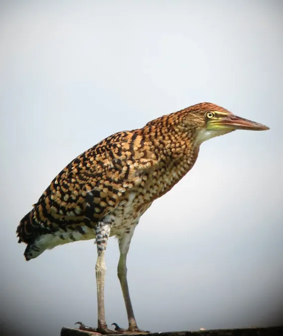 File:Botaurus pinnatus Avetoro Pinnated Bittern (8349965630).jpg