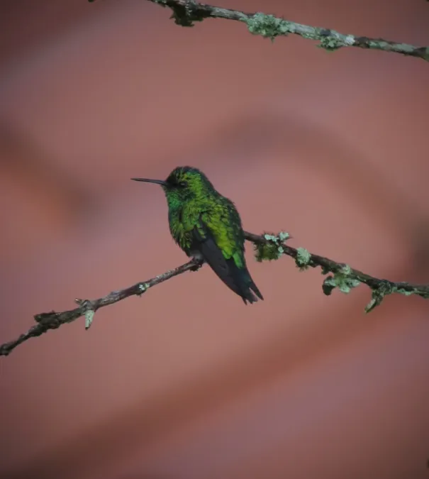 File:Chlorostilbon melanorhynchus Esmeralda occidental Western Emerald (male) (8337994399).jpg