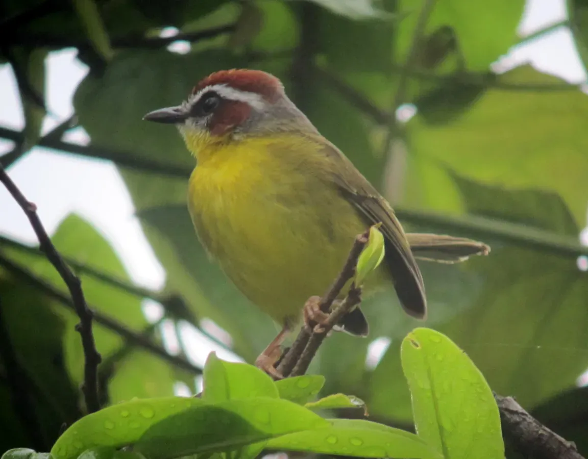 File:Basileuterus rufifrons Arañero cabecirrufo Rufous-capped Warbler (8320015016).jpg