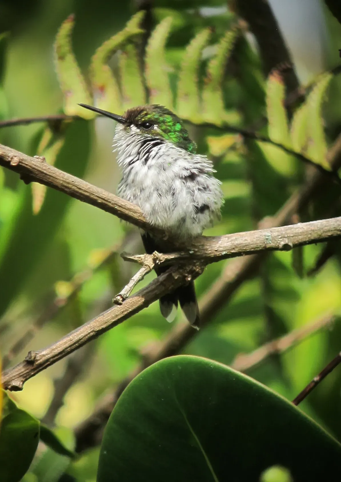 File:Chlorostilbon melanorhynchus Esmeralda occidental Western Emerald (female) (8291581423).jpg