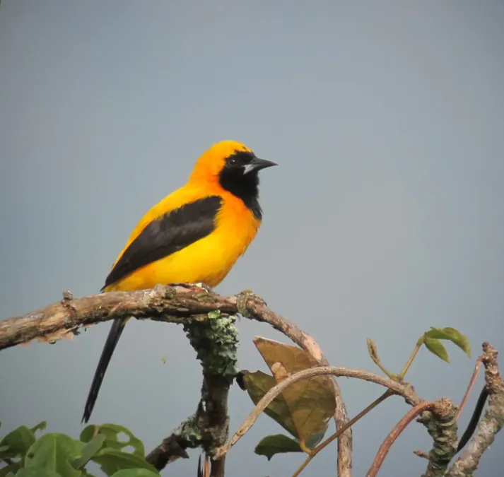 File:Icterus chrysater Turpial montañero Yellow-backed Oriole (8291566481).jpg